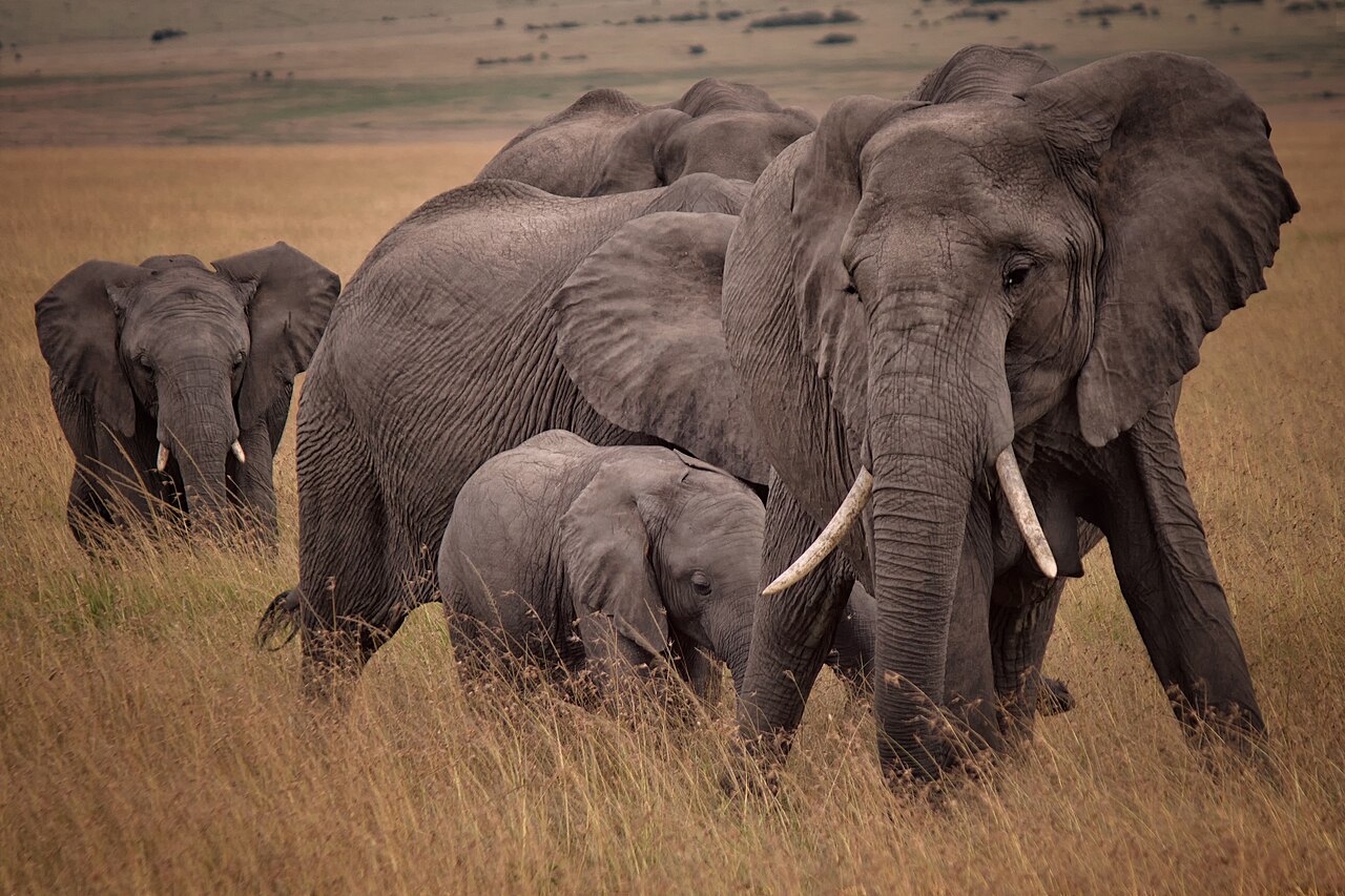 African bush elephants walking through grassland in the Maasai Mara, Kenya