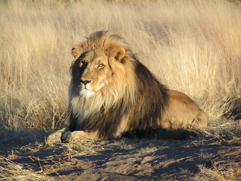 Male African lion waiting in the grasslands of Namibia