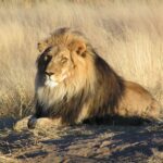 Male African lion waiting in the grasslands of Namibia