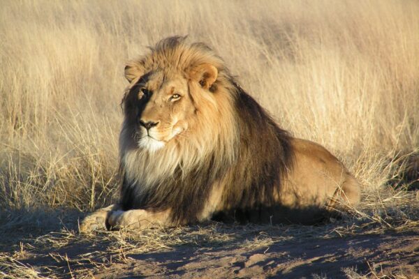 Male African lion waiting in the grasslands of Namibia