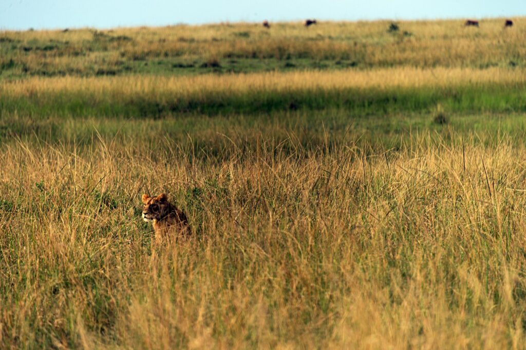A lioness walking through tall golden grass in the Maasai Mara savanna, Kenya