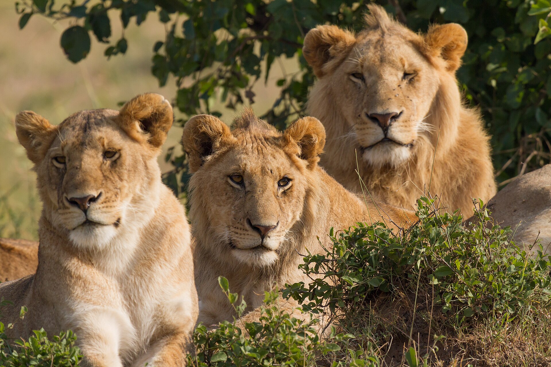 Three lions from one pride resting together among green bushes in the Masai Mara