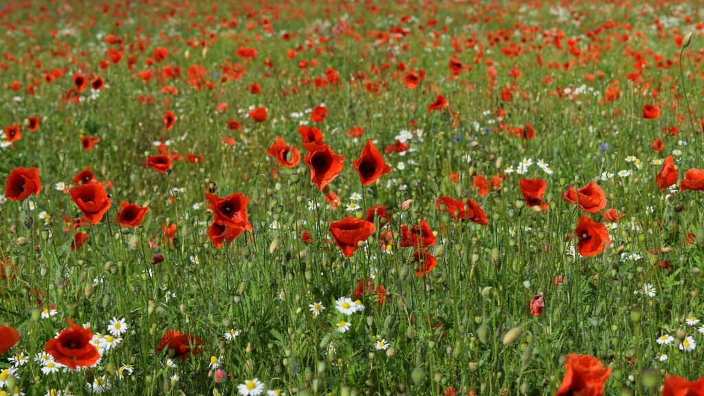 A field of red corn poppies stretching toward the horizon under a summer sky