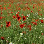 A field of red corn poppies stretching toward the horizon under a summer sky