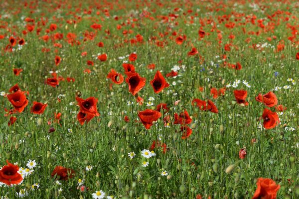 A field of red corn poppies stretching toward the horizon under a summer sky
