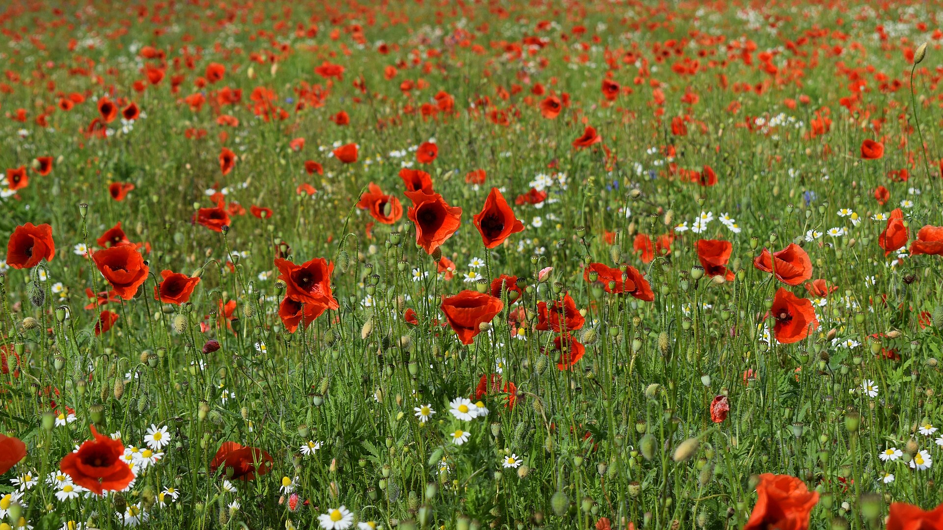 A field of red corn poppies stretching toward the horizon under a summer sky
